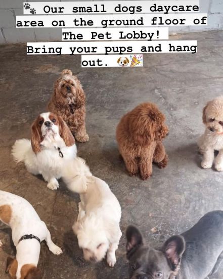 Picture of شركة لبيع مستلزمات الحيوانات