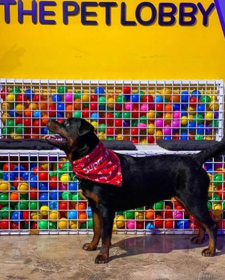 Picture of شركة لبيع مستلزمات الحيوانات